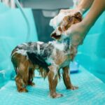 Dog Grooming Bath Tubs