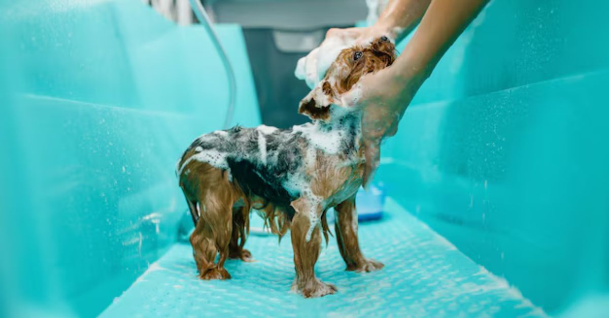 Dog Grooming Bath Tubs