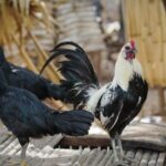 serama chickens for sale