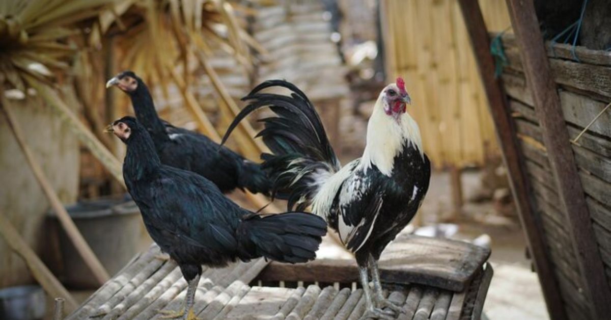 serama chickens for sale