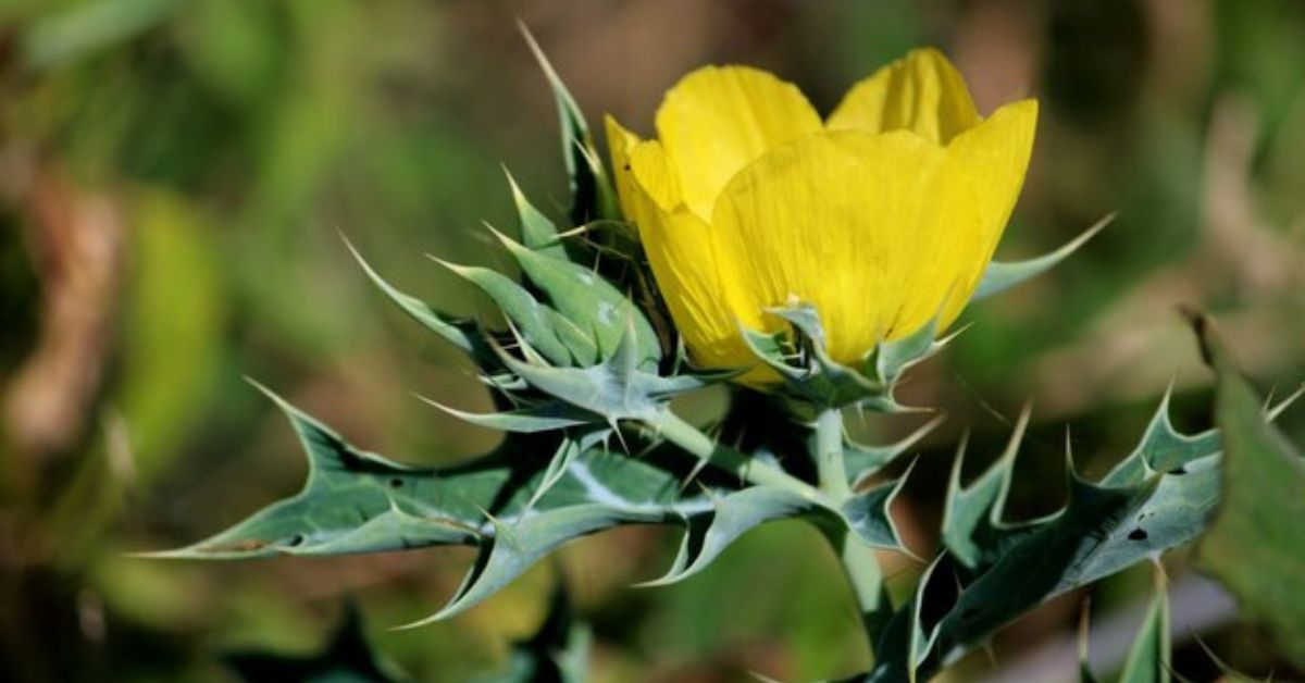 5 Plants Like Buttercups