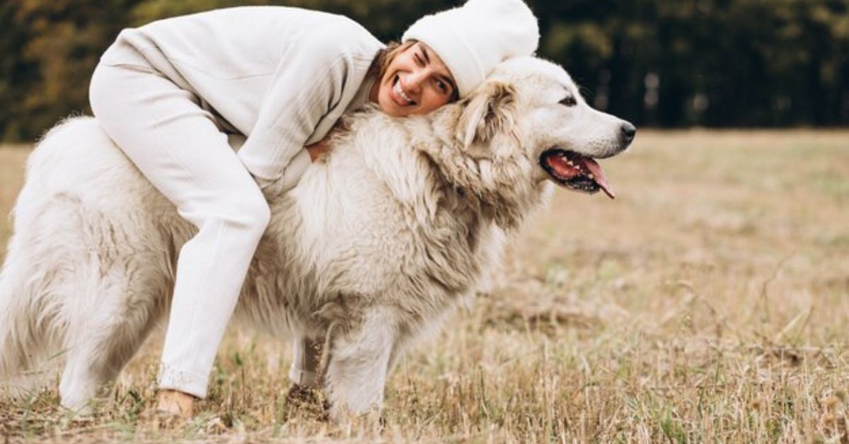 Great Pyrenees Lab Mix