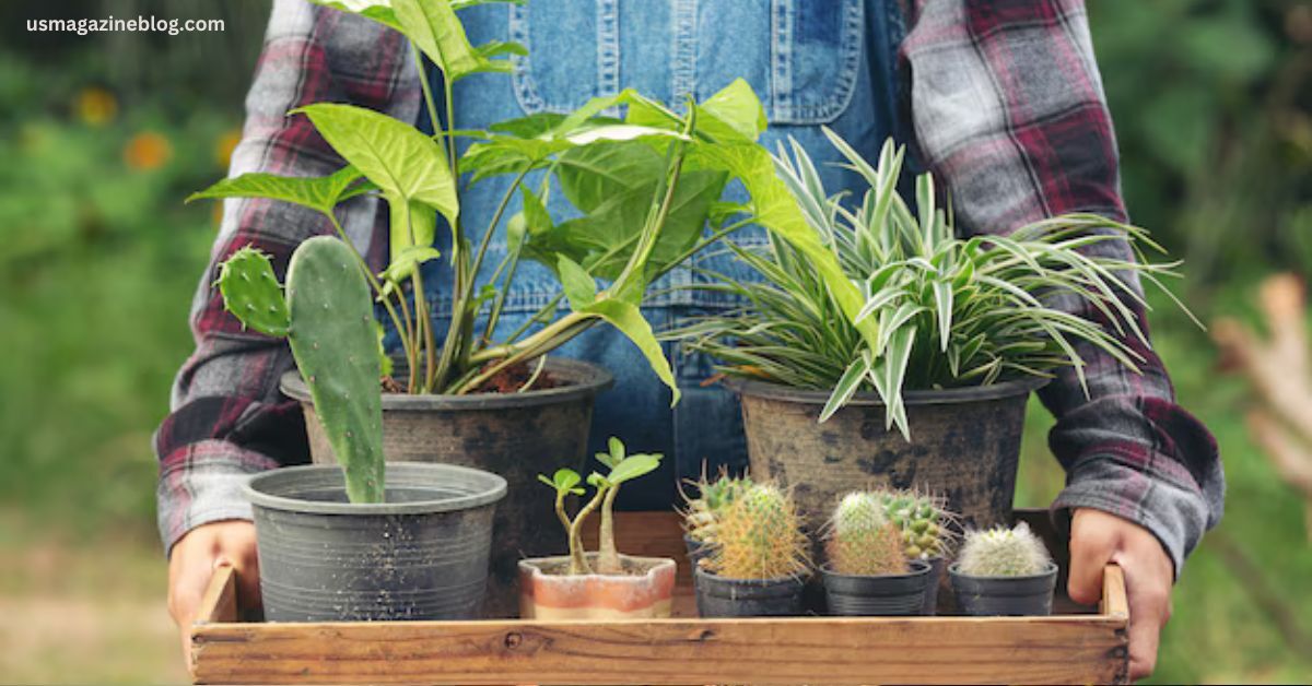 Quarter Acre Pot
