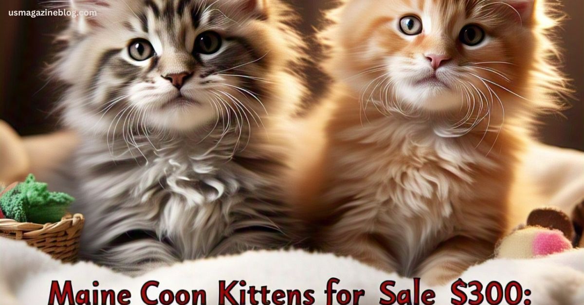 Maine Coon Kittens for Sale $300